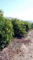 Rural plot in N/a. Finca en vélez málaga