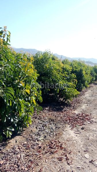 Foto 0153121d-b3cf-4b51-85e5-b49779519b1c. Finca rústica a n/a a Camino Viejo de Málaga Vélez - Málaga