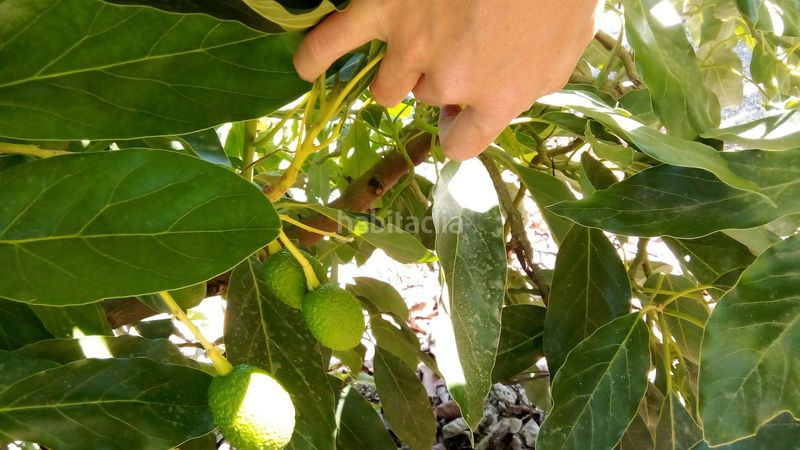 Foto 02f999a2-7043-4448-bec6-0bef7a40261f. Finca rústica a n/a a Camino Viejo de Málaga Vélez - Málaga