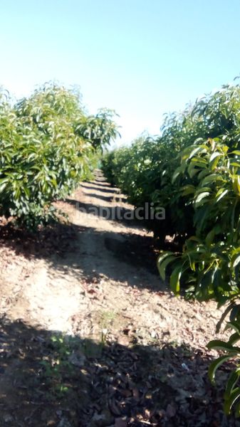 Foto 3a6e0f9c-79d8-443a-8c91-43a2e04e97fa. Finca rústica a n/a a Camino Viejo de Málaga Vélez - Málaga