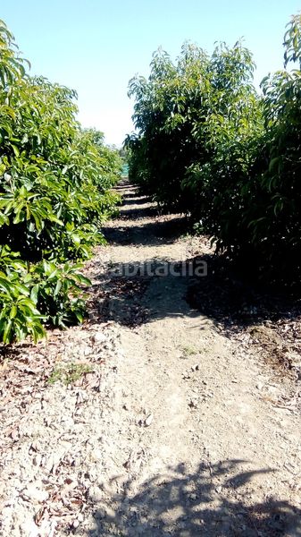 Foto 619176af-12f8-4f73-8972-ddef4a5395c9. Finca rústica a n/a a Camino Viejo de Málaga Vélez - Málaga