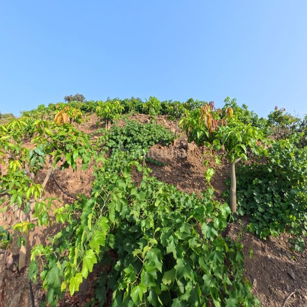 Foto ae1579f4-e95b-45f7-9e2f-e81588a8c645. Finca rústica a n/a a Norte - Barrio del Pilar - El Reñidero Vélez - Málaga