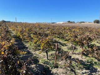 Landgut in Centro-Calzada-Cabo Noval. Terreno rústicoviña