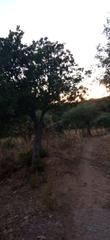 Propriété  Carretera candeleda. Finca en candeleda con luz y edificios