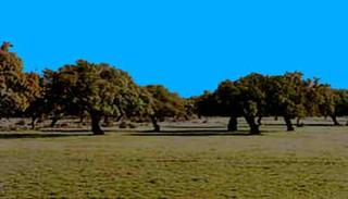 Rural plot  N/a. Fincas ganaderas/ recreo/ regadio/ labor