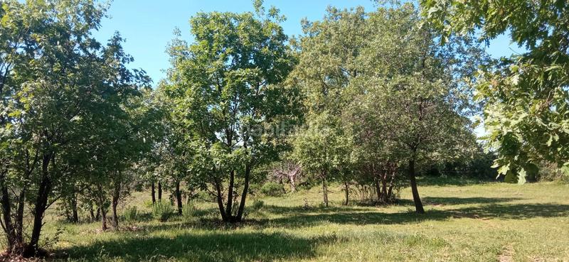 Foto 869c8578-e1c4-4d73-b8fb-ccba062c1848. Finca rústica a calle candeleda 5 a Centro Ávila