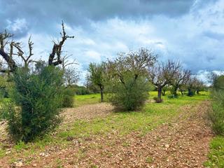 Casale  Estrella