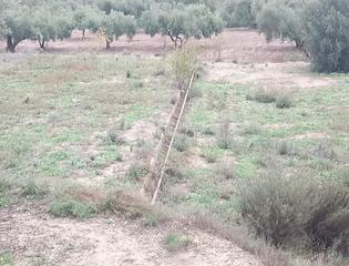 Residential Plot  Finca