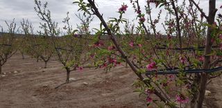Casale  Rambla del judio