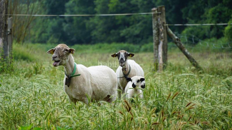 Foto a3180292-0f99-46ce-a9e4-07a1a0e0a5c4. Miete appartement mit kamin heizung in Viladrau