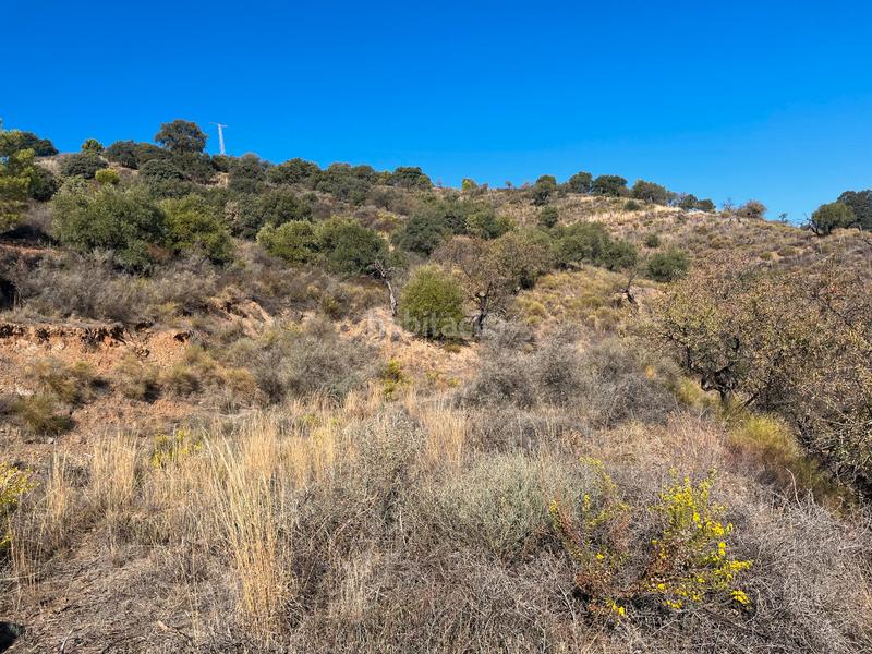 Foto 00caf3f9-7ab2-4375-b524-0afdfd5a5b47. Fondo rustico in Monda