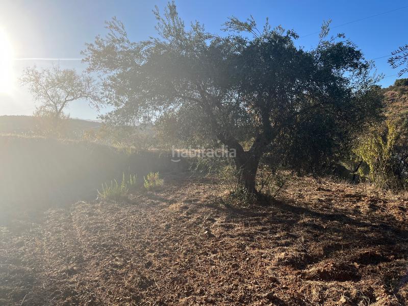 Foto 77bcf5e2-20d2-40e5-9478-febcd3876e65. Finca rústica a Monda