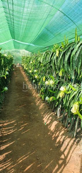 Foto d2a47ecf-7439-4154-beba-36085139e05c. Finca rústica espectacular finca en Monda