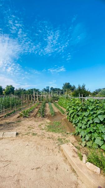 Foto 4a5fb758-5ccf-48f0-89e9-9c457003578c. Landgut in Puig Ses Forques - Torre Colomina Sant Antoni de Calonge