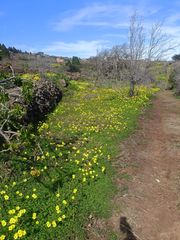 Finca r�stica en Diseminado preventorio 17. Terreno rustico en la zona de las rosas,