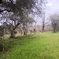 Finca rústica a Aracena. Preciosa parcela de castaños