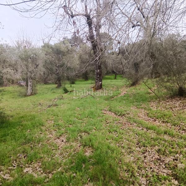 Foto 4c0c4fd0-38df-4bf7-bb22-5ff063327d21. Finca rústica preciosa parcela de castaños en Aracena
