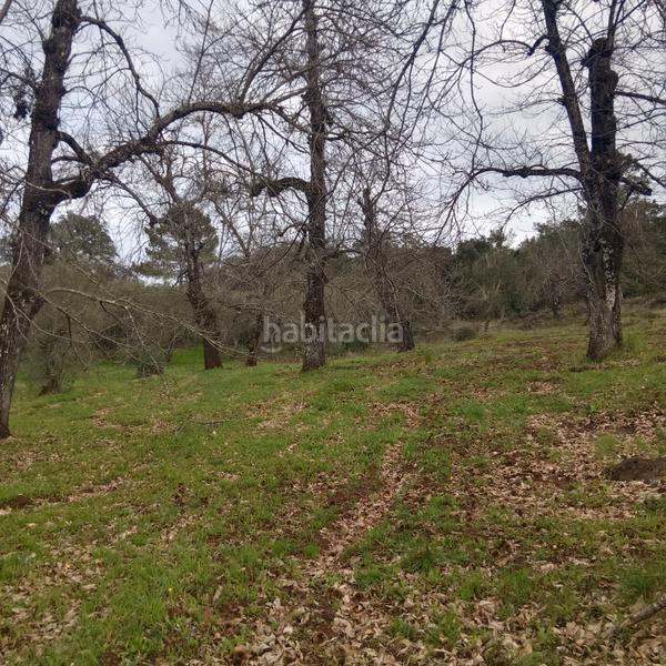 Foto 8989677a-6819-44ba-ac00-104e5dc6c1e7. Finca rústica preciosa parcela de castaños en Aracena