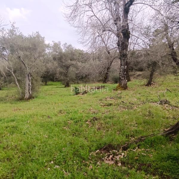 Foto af58b9be-e8ce-46b6-aa19-9e42c1785c49. Finca rústica preciosa parcela de castaños en Aracena