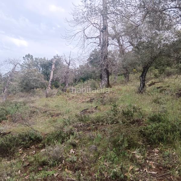 Foto b531244d-b137-4858-9b29-050c5f1d9acb. Finca rústica preciosa parcela de castaños en Aracena