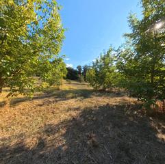 Finca rústica a Castaño del Robledo. Preciosa huerta con castaños y frutales