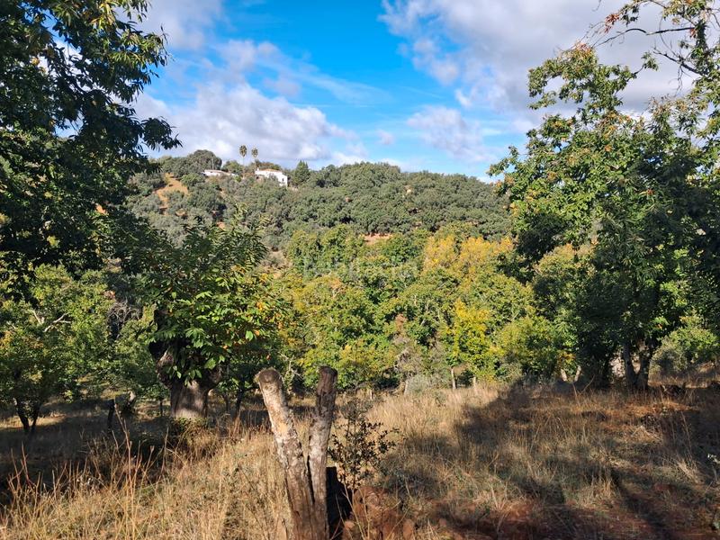 Foto 687a3c3d-3561-4f91-a194-304dfd6d2607. Rural plot in Jabugo