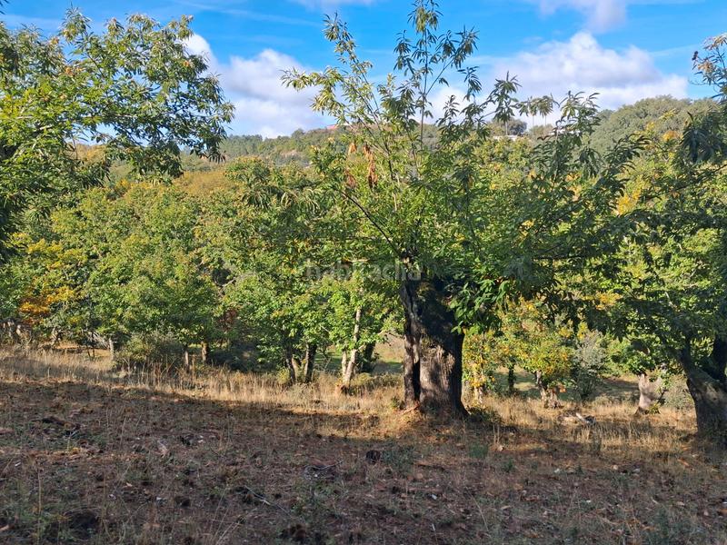 Foto e800d9d6-0359-45c7-9f14-c353bbb2c7be. Rural plot in Jabugo