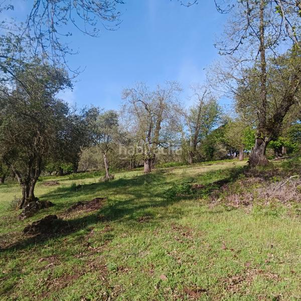 Foto 9c9738cd-c1ba-484c-b3a7-9b6283e94989. Finca rústica excepcional finca de castaños en Aracena