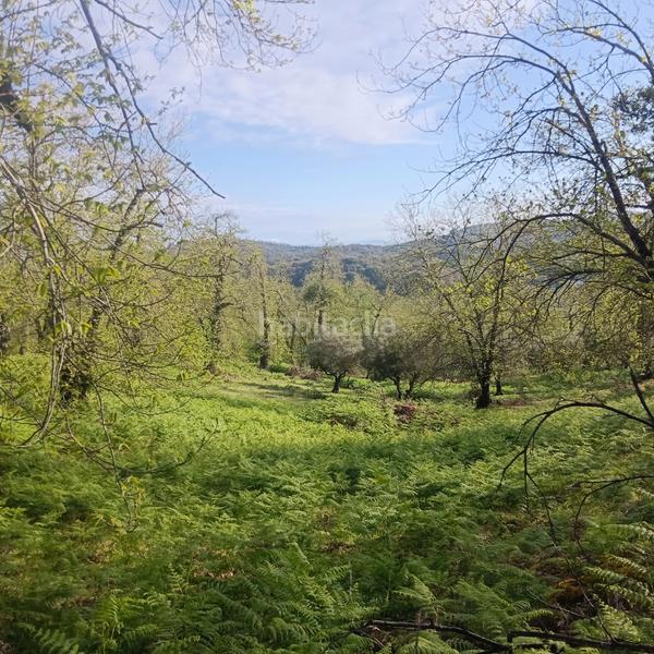 Foto cc4a5839-9760-4e95-a3d6-822b2b486935. Finca rústica excepcional finca de castaños en Aracena