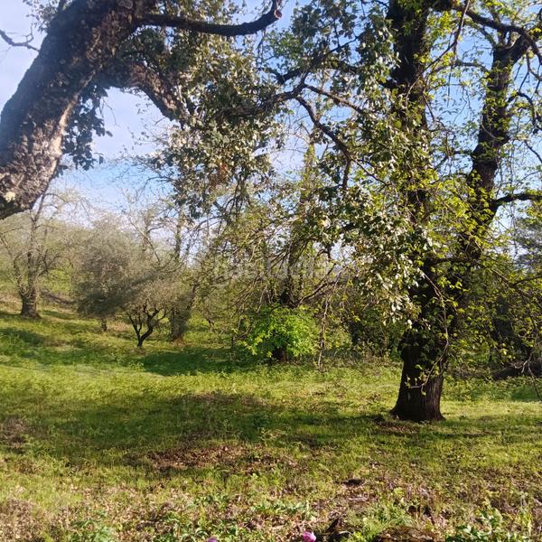 Foto feb9cf42-57b1-475b-84d0-6a39c7f60c29. Finca rústica excepcional finca de castaños en Aracena