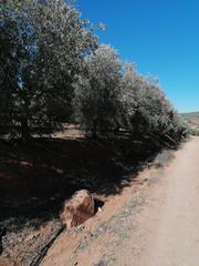 Finca rústica a Úbeda. Finca de 150 hectareas olivos zona ubeda