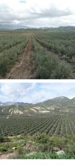 Finca rústica a Renfe - Bulevar 1ª y 2ª Fase. Finca de 300 hectareas 37.000 olivos en jaen