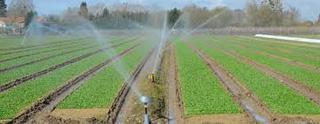 Finca rústica a N/a. Finca de 512 hectareas regadio en toledo