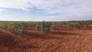 Finca rústica a Renau. Finca 10 hectareas regadio cultivo en tarragona