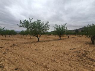 Finca rústica a Cofrentes. Finca de 98 hectareas almendros en cofrentes