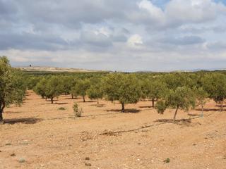 Rural plot in N/a. Finca 170 hectareas olivos y almendros