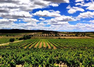 Finca rústica a La Ñora. Finca bodega de 54 hectareas spain region de murcia