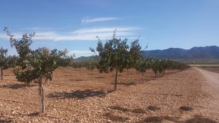Fondo rustico in Yecla