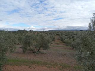 Finca rústica a N/a. Finca 530 hectareas 0livar regadio en ciudad real