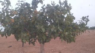Finca rústica a Calle quintanar de la orden 2. Finca 37 hectareas pistachos toda regadio en qintanar