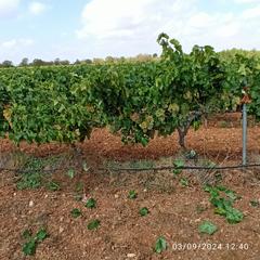 Finca rústica a N/a. Finca de 25 hectareas regadio en requena