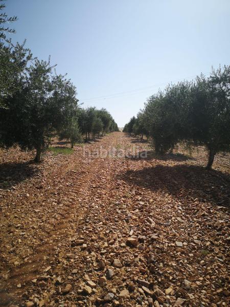 Foto c6e38027-282c-48de-97fe-135cf6665471. Fondo rustico in vial camino 5720 in Área Rual - Valverde - Las Casas Ciudad Real