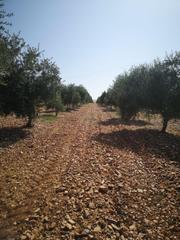 Rural plot in Vial camino 5720