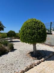 Terreny residencial a Montesinos (Los). Finca de 174000 m/2 con limoneros y una gran casa