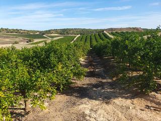 Finca rústica a Plaza circular 8a. Finca  92 hectareas naranjas, limon en murcia