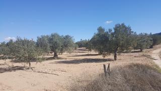 Finca rústica a N/a. Finca de 85 hectareas toda regadio en hellin