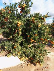 Propriété à Cuevas del Almanzora Pueblo. Finca 240 hectareas citricos mandarinas y limon
