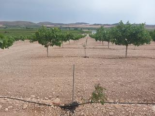 Finca rústica a Churra. Finca pistachos 41 hectareas toda regadio