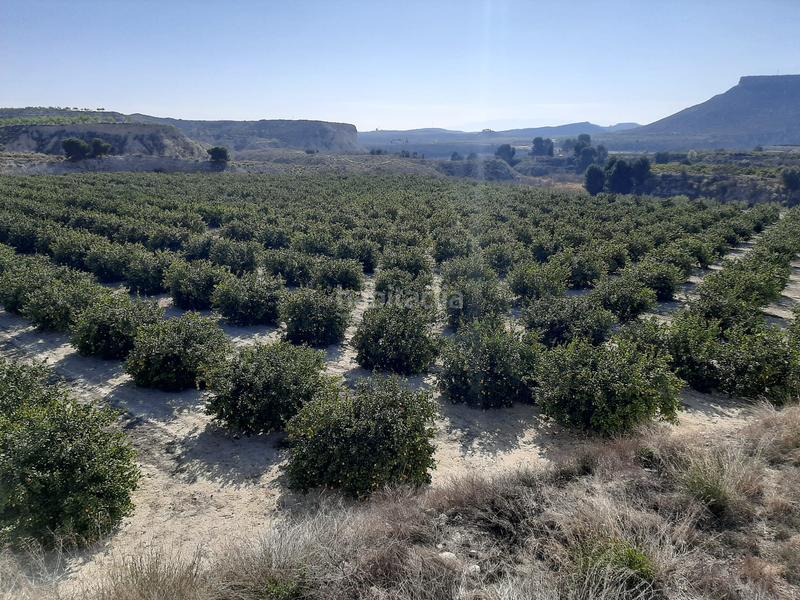 Foto 3ef3c241-4d10-4b07-be82-a01ffcff8544. Fondo rustico in Ciudad de Asís Alicante