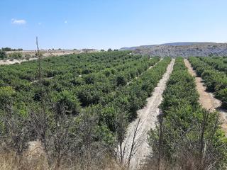 Finca rústica a Ciudad de Asís. Finca 200 hectareas todo limon en alicante